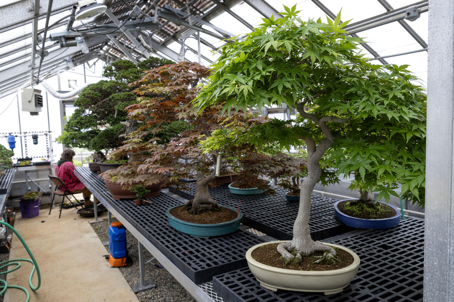 Bonsai maple trees in a greenhouse at the Arnold Arboretum. (Robin Lubbock/WBUR)