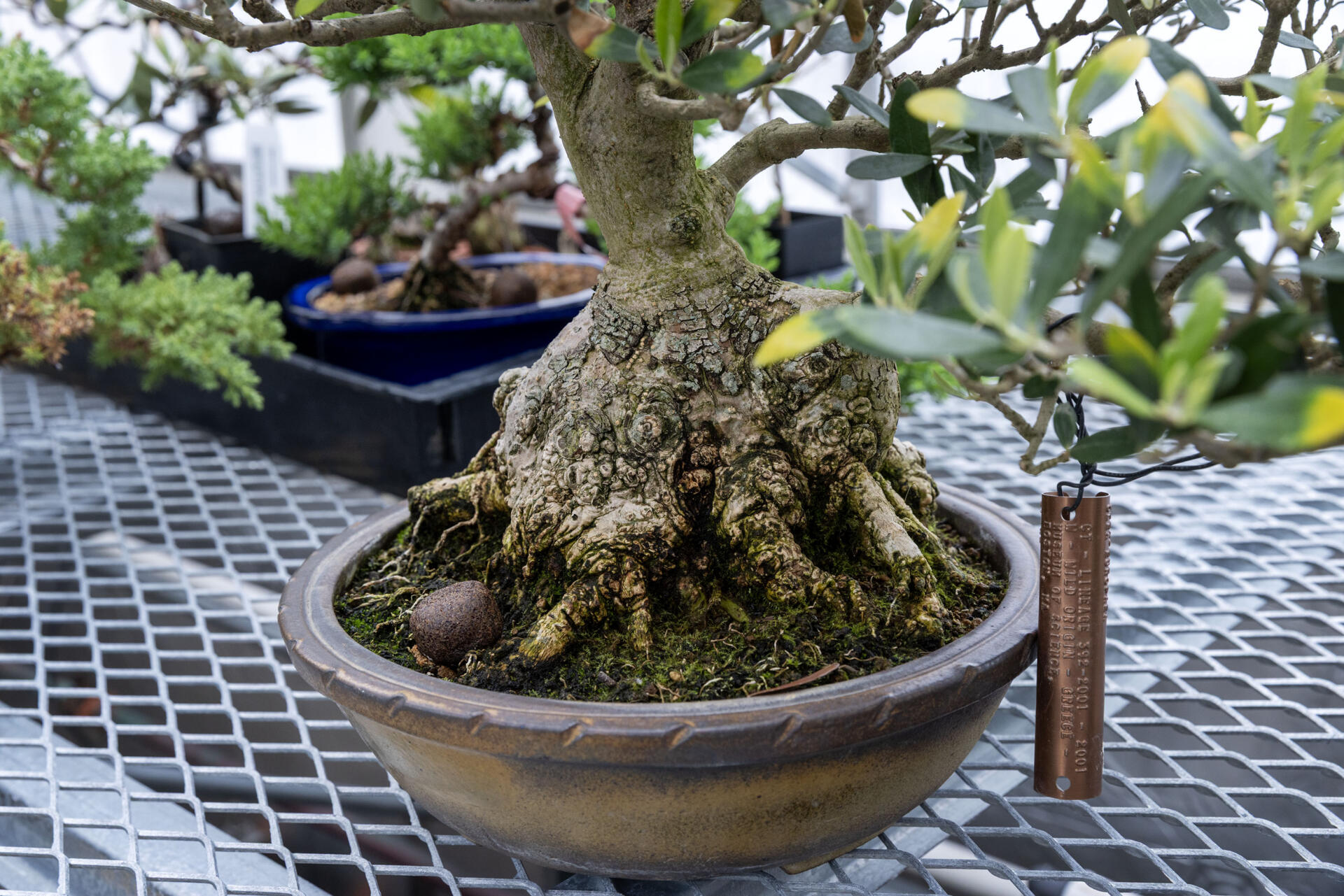 The wide base of a bonsai European olive tree at the Arnold Arboretum, propagated from a clipping meant for the 1996 Boston Marathon. (Robin Lubbock/WBUR)
