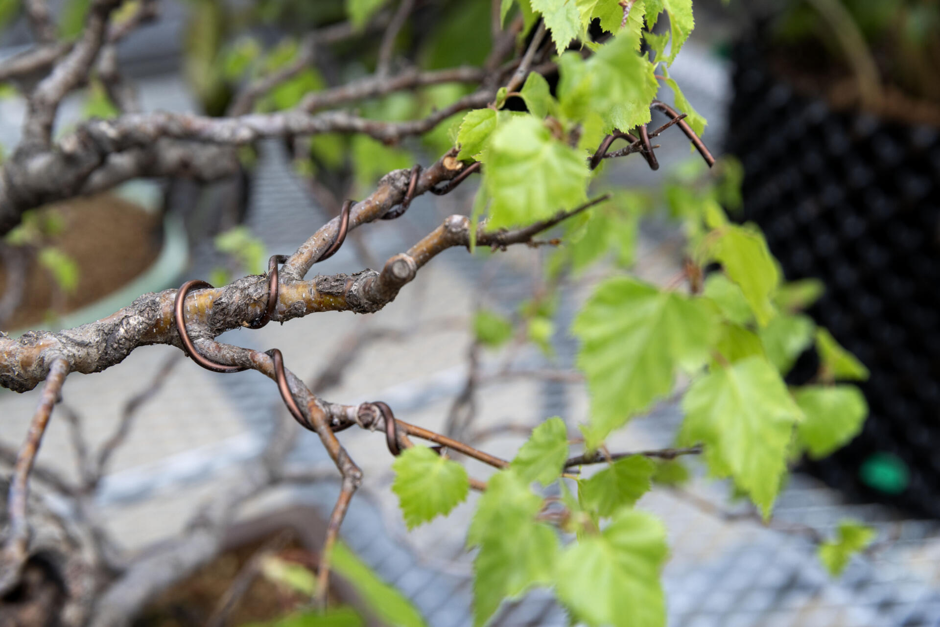 Wire carefully wound round a branch of a bonsai birch tree to manage the tree's shape. (Robin Lubbock/WBUR)