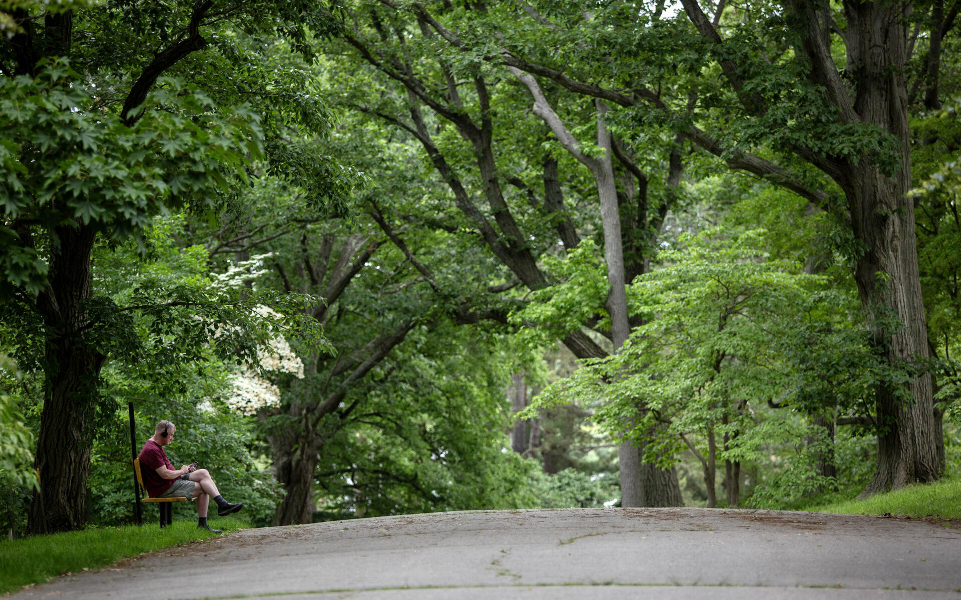 Boston's climate action plan includes more trees and fewer gas stoves