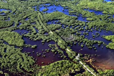 Meet the man cleaning up Florida's mangrove forests