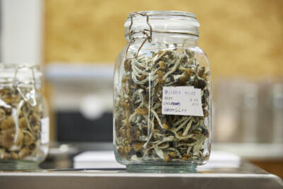 Talk of psychedelics is becoming more prominent. What are the mental health costs and benefits?