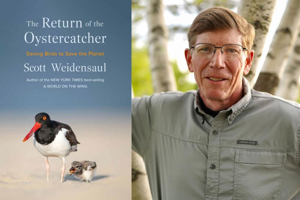 The cover of "The Return of the Oystercatcher" and author Scott Weidensaul. (Courtesy of W.W. Norton and Brijoyful Photography)