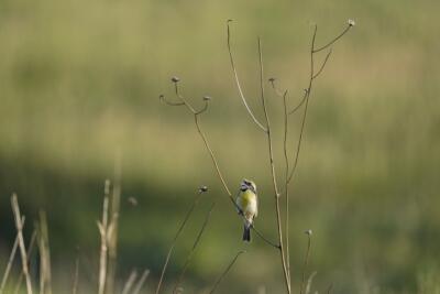What will it take to save America's birds?