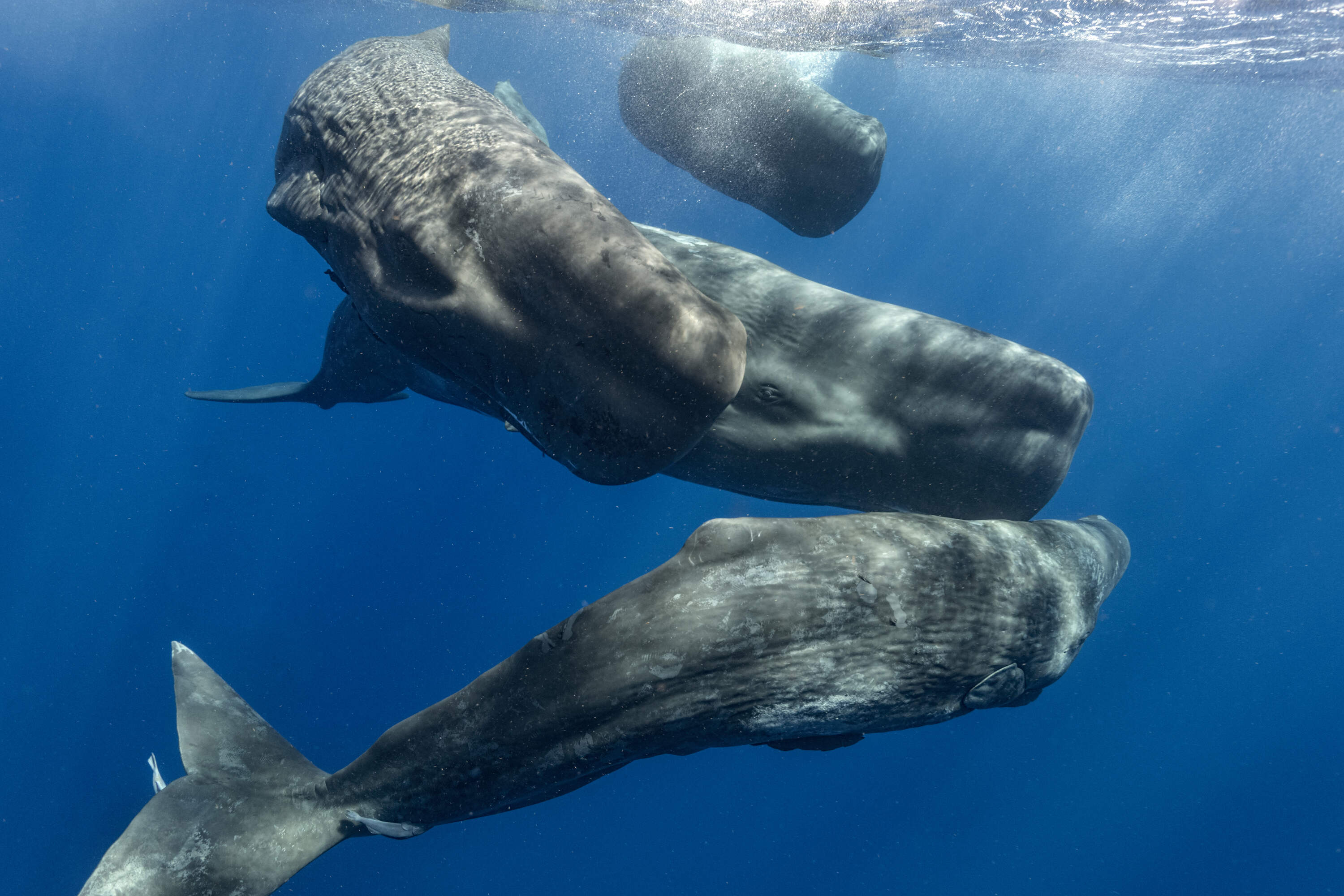 Four sperm whales. (Courtesy of Amanda Cotton/Project CETI)