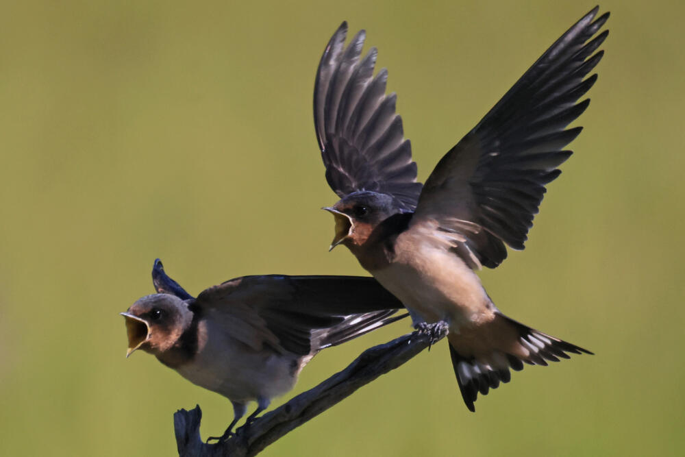 Barn swallows. (Bruce Bennett/Getty Images)