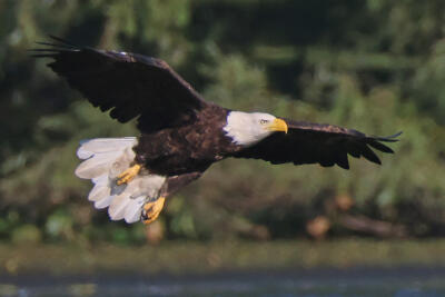 Washington, D.C. biologists wait for bald eagles to hatch