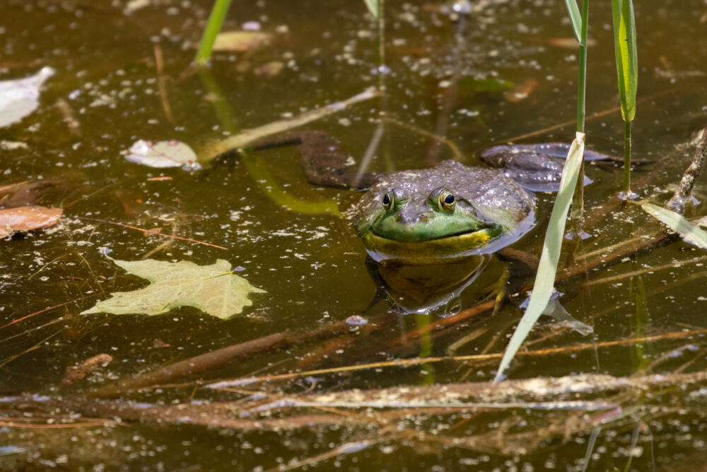A frog seen at the Lake Wampanoag Wildlife Sanctuary. (Courtesy Kristin Foresto/Mass Audubon)