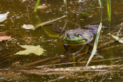 5 things to do this weekend, including a nighttime frog walk and Wicked Queer film fest
