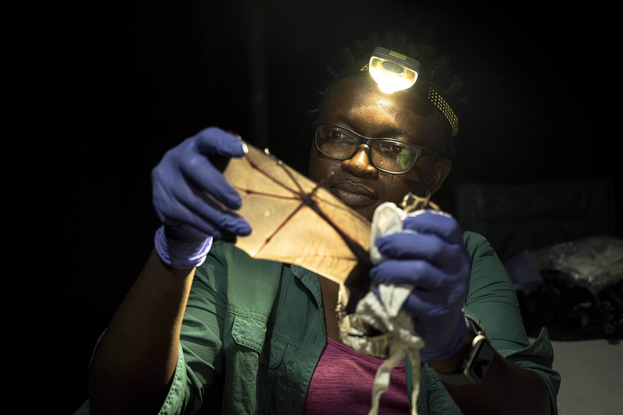 Iroro Tanshi examines the wing feature of the giant round leaf bat during the Morphometric data collection of the captured bats in Etankpini village in Odukpani, Cross River State. (Courtesy of The Goldman Environmental Prize)