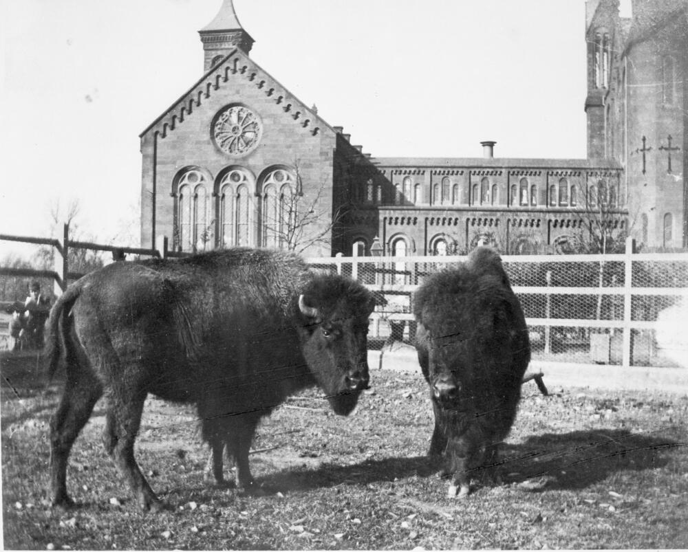 Two bison in a
paddock behind the Smithsonian Institution Building, or Castle, in a photo taken between 1886 and 1889. They were acquired by the United States National Museum's Department of Living Animals, which eventually became the National Zoological Park.
(Courtesy of Smithsonian Institution Archives)