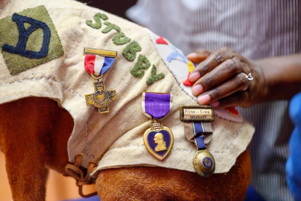 Visitors touch a replica of the coat worn by Sgt. Stubby inside the Connecticut State Library on April 20, 2026. (Mark Mirko/Connecticut Public)