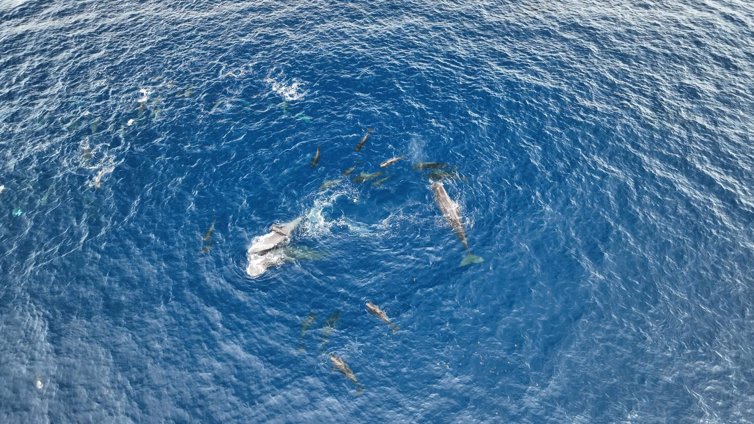A sperm whale gives birth in July 2023. (Courtesy of Project CETI)