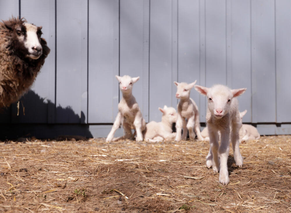 A ewe and her sextuplet lambs are pictured at Clover and Bee Farm, Thursday, April 23, 2026. (Amanda Swinhart/AP)