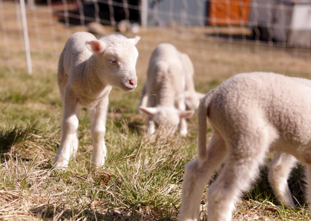 Lambs graze at Clover and Bee Farm, April 23, 2026. (Amanda Swinhart/AP)
