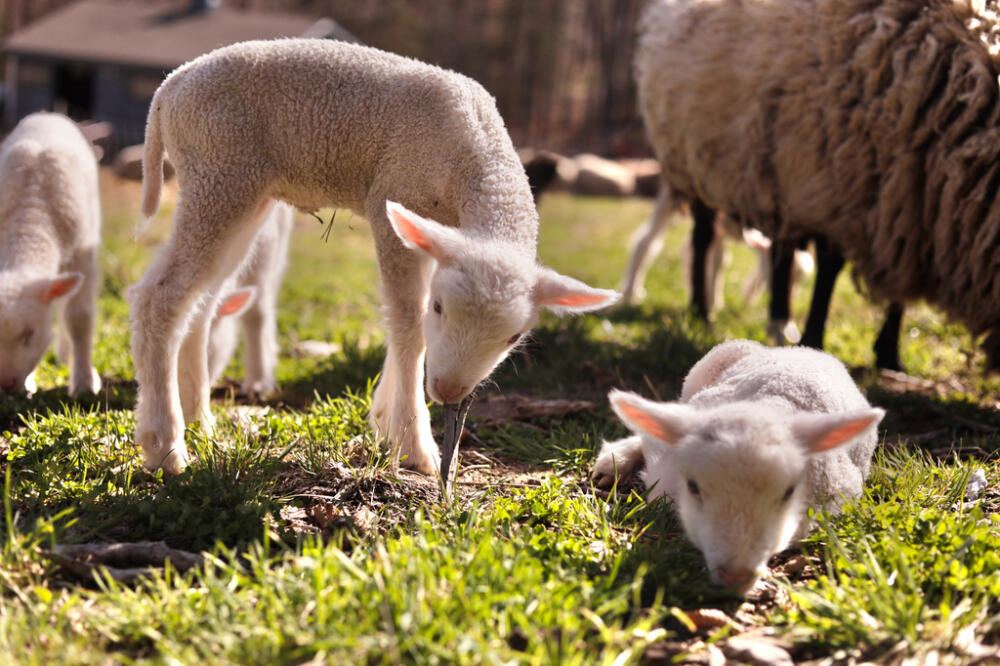 A ewe and her lambs graze in Underhill, Vt. (Amanda Swinhart/AP)