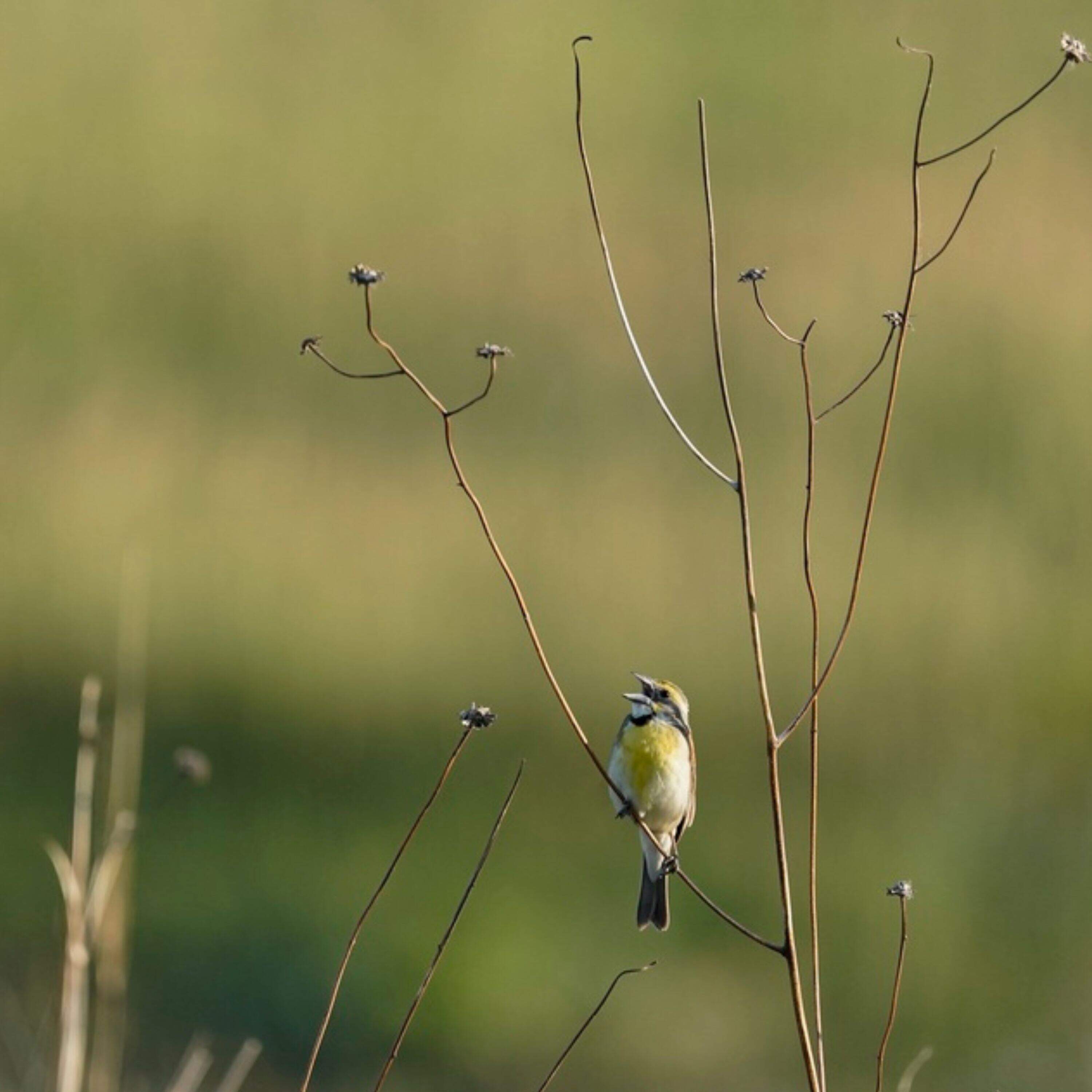  What will it take to save America's birds? 
