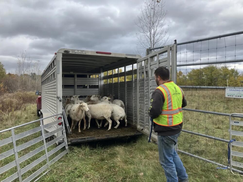 Lewis Fox of Agrivoltaic Solutions herds sheep into his trailer after grazing a solar field in Colchester. Fox brings the sheep to solar sites within a two hour radius of Leicester. (Maeve Fairfax/Vermont Public Community News Service)