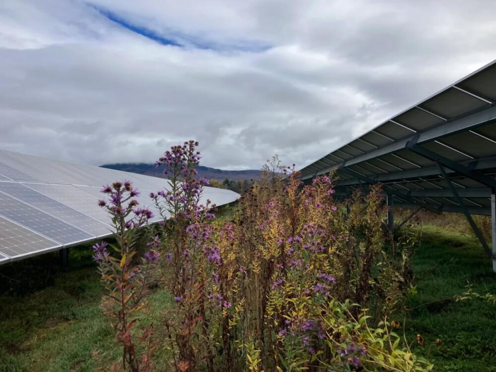 Asters on a solar farm managed by Bee the Change in Stowe. (Maeve Fairfax/Vermont Public Community News Service)