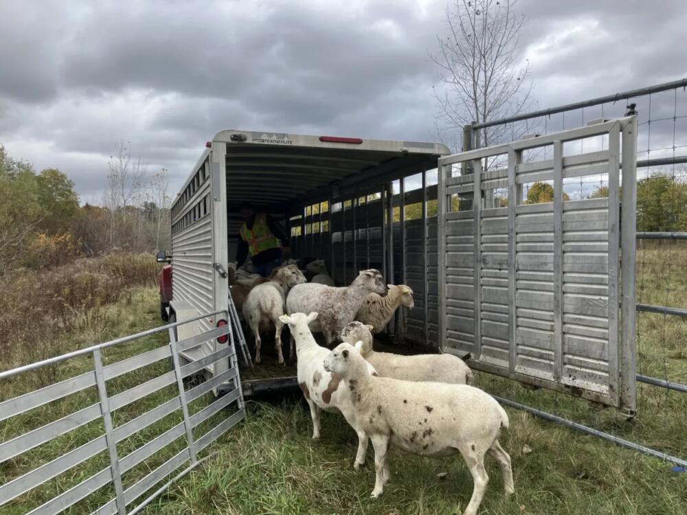Sheep on a solar farm in Colchester. (Maeve Fairfax/Vermont Public Community News Service)