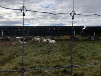 Vermonters reimagine solar farms with sheep and pollinators