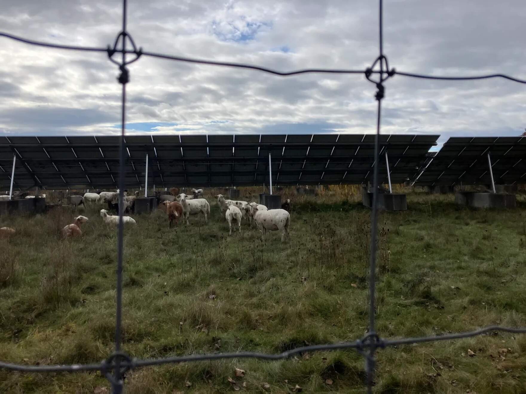 Sheep grazing on a solar farm in Colchester on Oct. 23, 2025. (Maeve Fairfax/Vermont Public Community News Service)