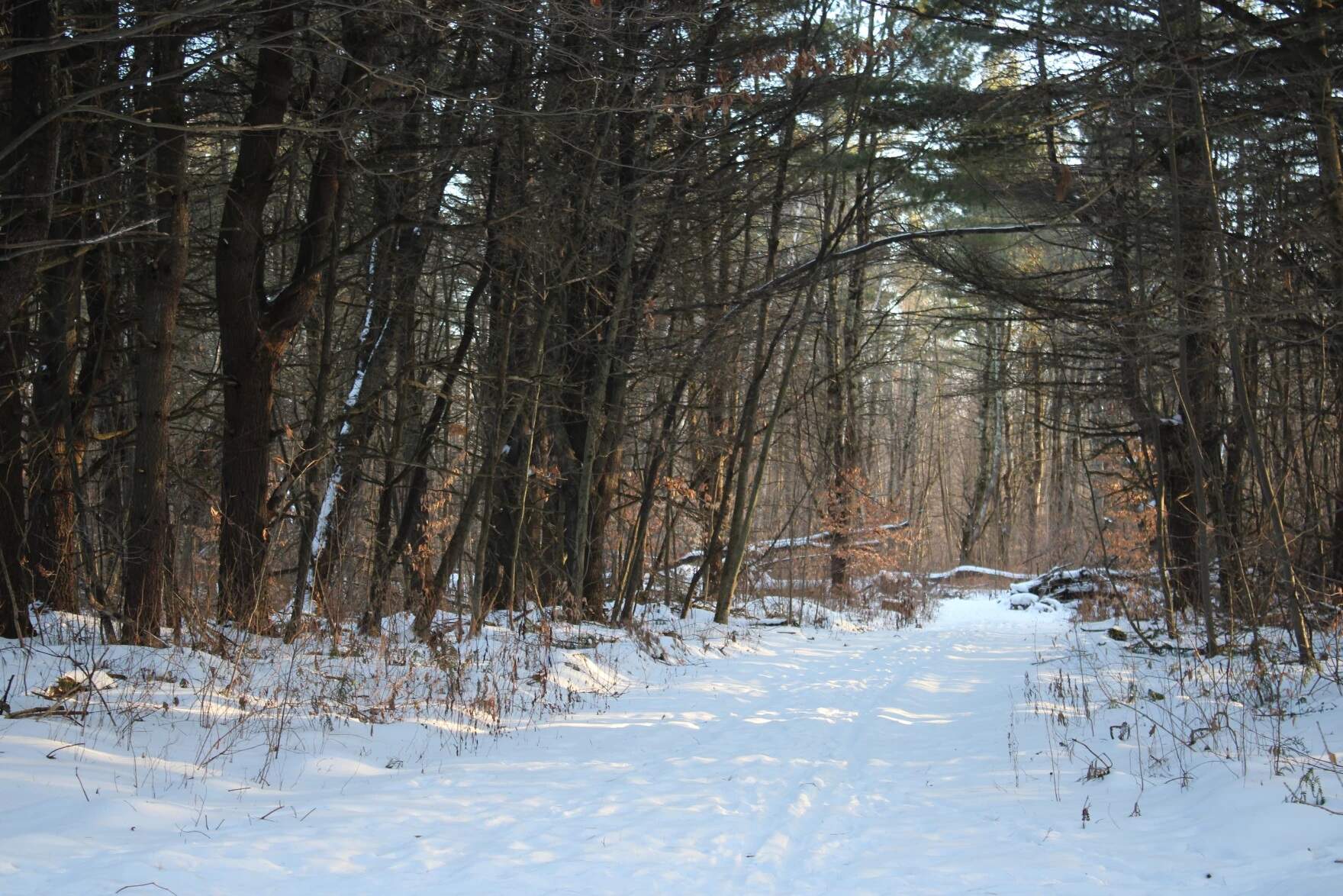 Natural disturbance and increasingly invasive insects have outpaced logging as the biggest causes of tree death in all but one New England state. (Lexi Krupp/Vermont Public)