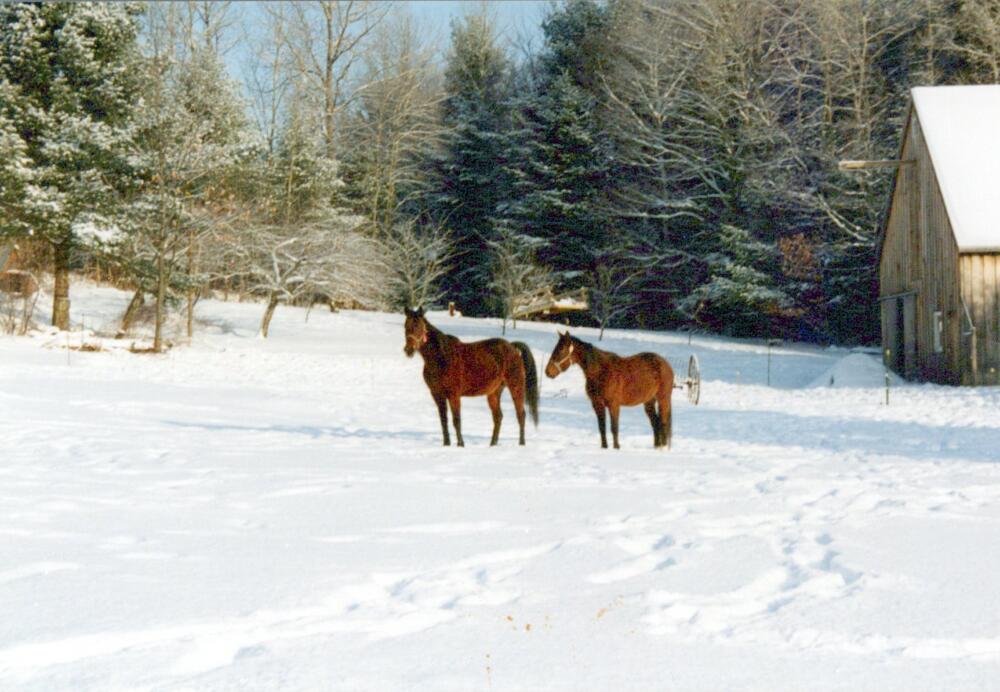 Jennifer Acker's family's horses on the farm in Whiteland, Maine. (Courtesy Jennifer Acker)