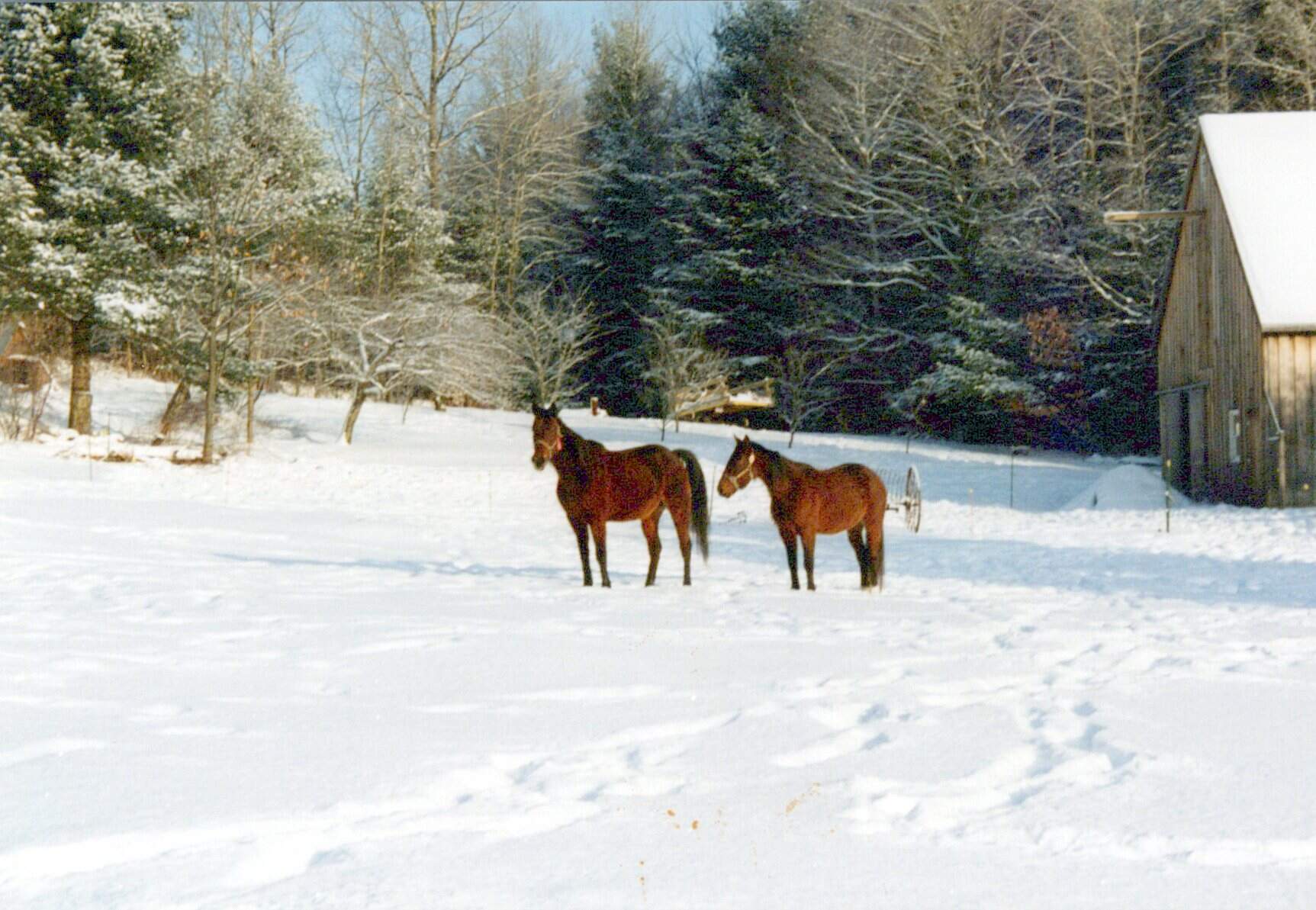 Jennifer Acker's family's horses on the farm in Whitefield, Maine. (Courtesy Jennifer Acker)