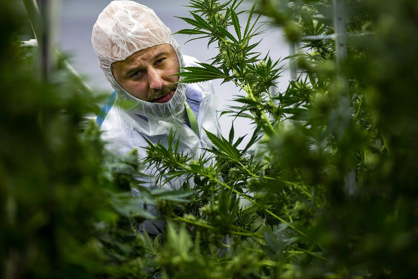 A CCC inspector scans tags on plants at a cannabis growing facility in Milford in 2019.