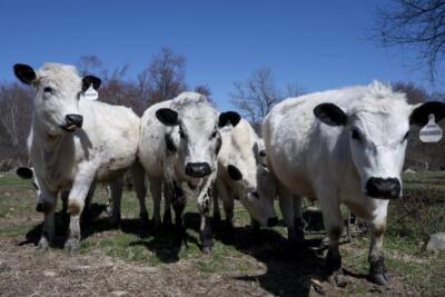 As Iran conflict squeezes farmers, some are finding alternatives to fossil fuels