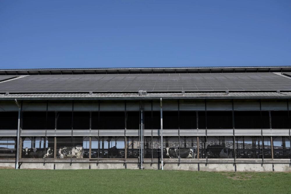 Cows at Oakridge Dairy on Wednesday, April 8, 2026. The farm installed solar panels to help with energy costs. (Raquel C. Zaldívar/New England News Collaborative)