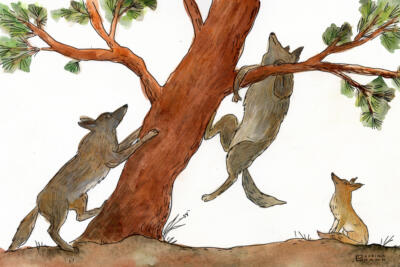 Swift Fox and the Coyote Twins | Ep. 321