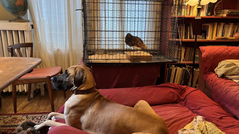 Gertie, the world's oldest chicken now lives inside with Maisie the dog. (Courtesy of Frank Turek via Maine Public)