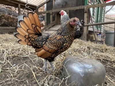 Meet Gertie. She's the world's oldest chicken, and she lives in Maine