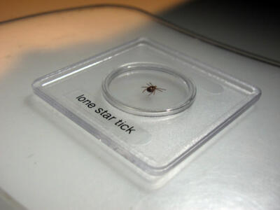 A tick bite can trigger allergic reactions to meat. Cases are rising in Massachusetts