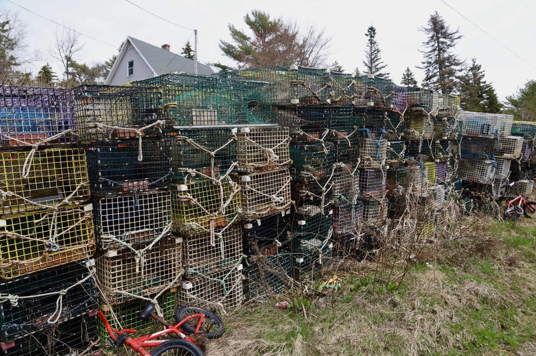 Old lobster traps are stacked high in front yards around Vinalhaven. The non-profit OceansWide estimates there could be as many as 60,000 traps on the island that could be removed and recycled. (Tulley Hescock/Maine Public)