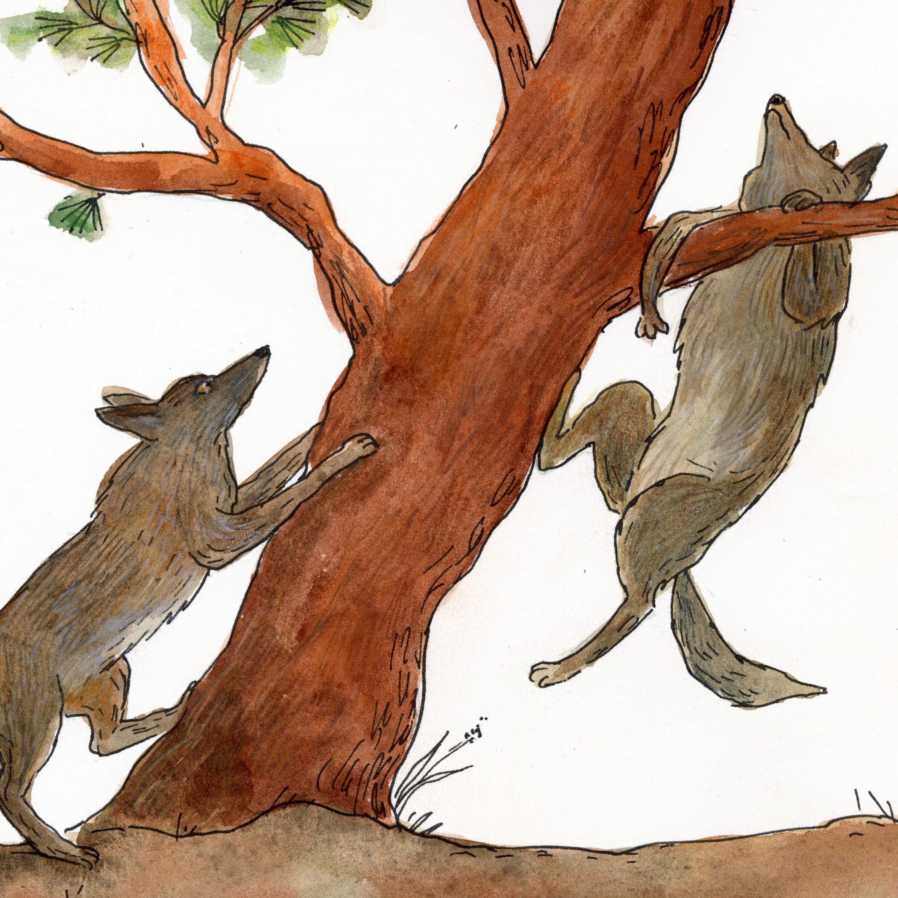 Swift Fox and the Coyote Twins 