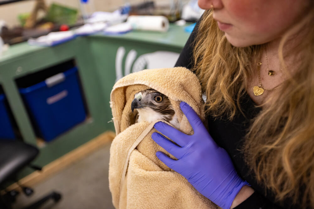 Veterinary technician Meaghan Still holds a red-tailed hawk being treated for rodenticide poisoning in a towel before it is placed back into a holding pen at the New England Wildlife Center in Weymouth. (Jesse Costa/WBUR)