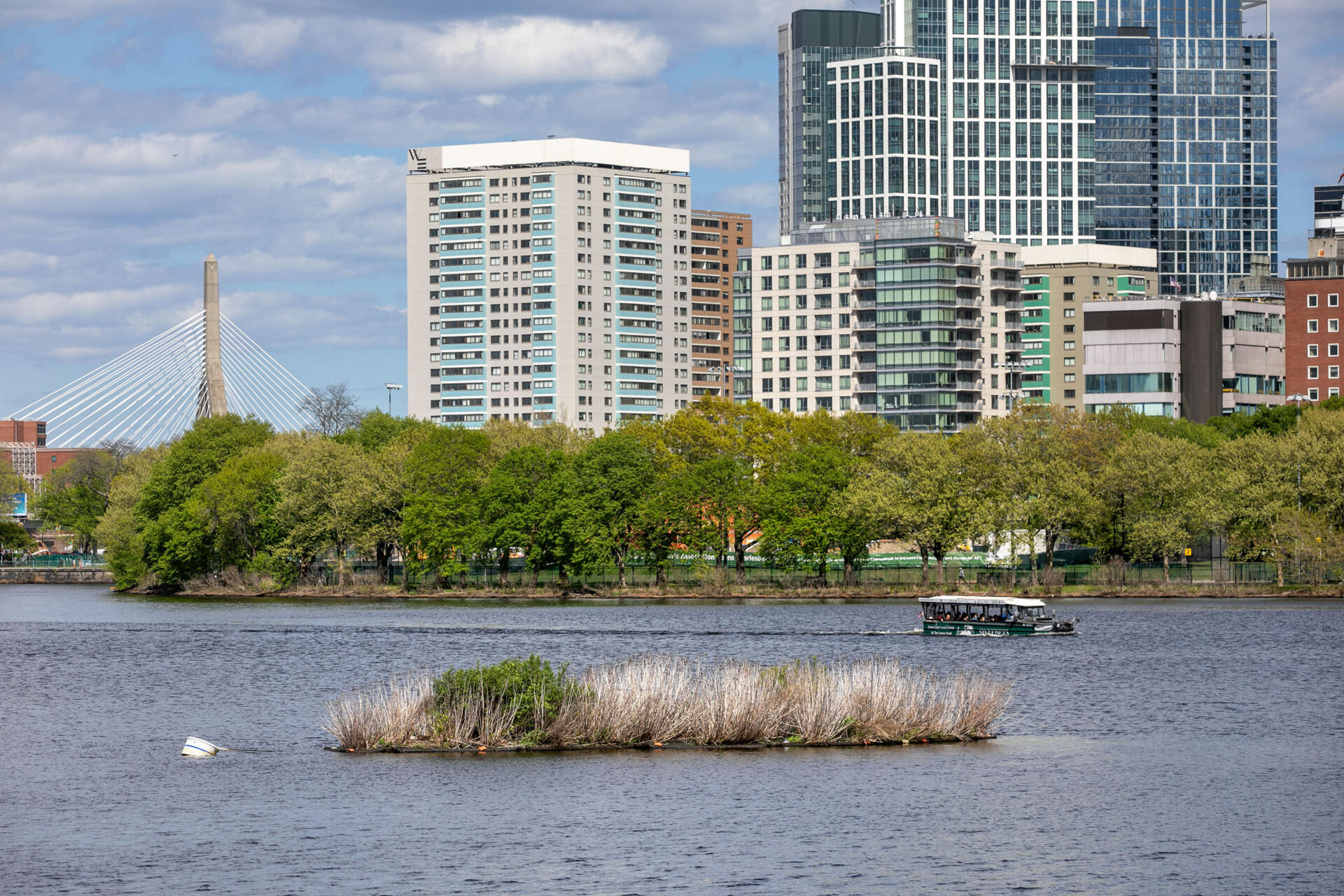 A Boston duck boat passes the Charles River Conservancy's floating wetland, downriver of the Longfellow Bridge. (Robin Lubbock/WBUR)