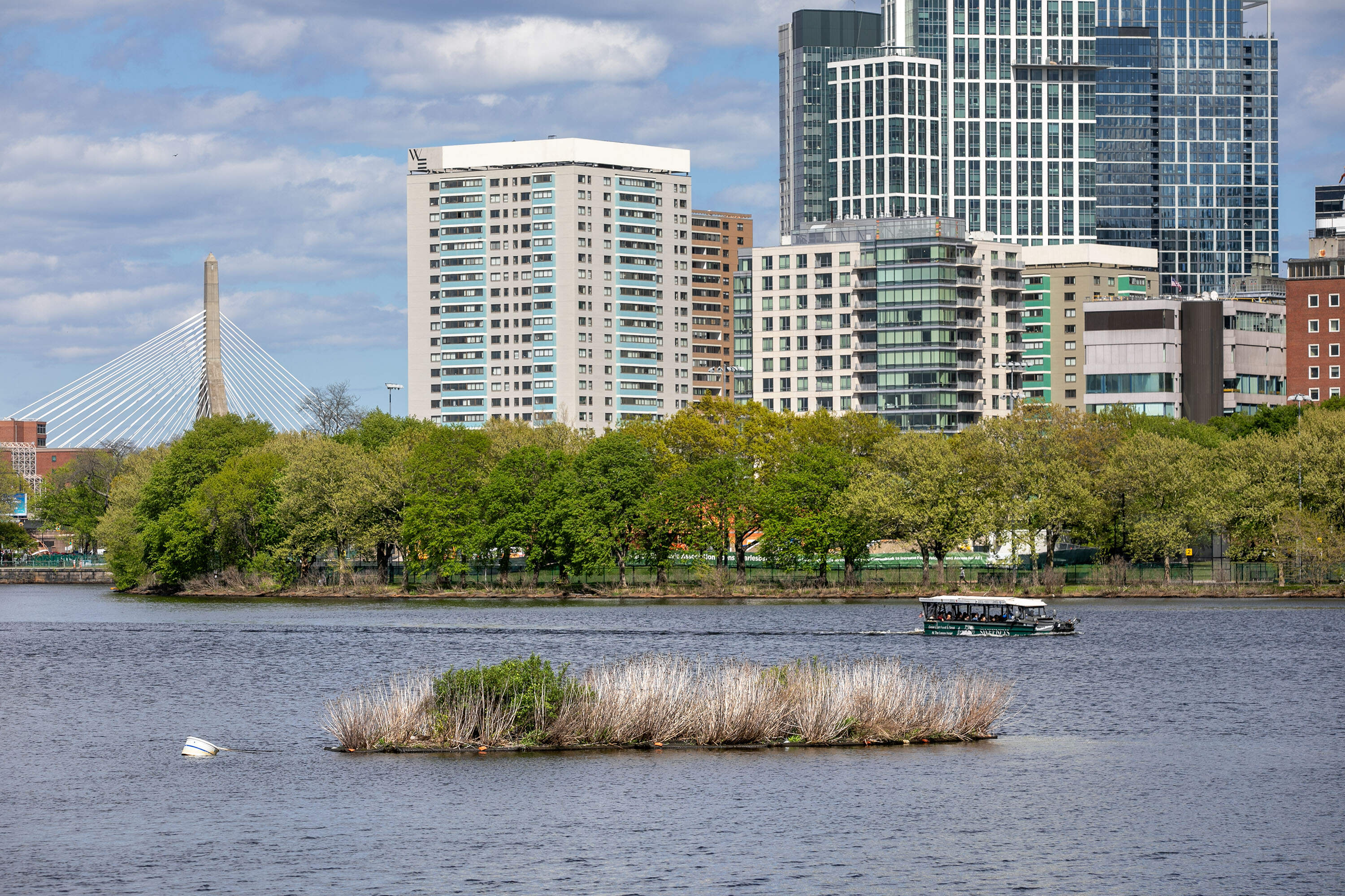A Boston duck boat passes the Charles River Conservancy's floating wetland, downriver of the Longfellow Bridge. (Robin Lubbock/WBUR)