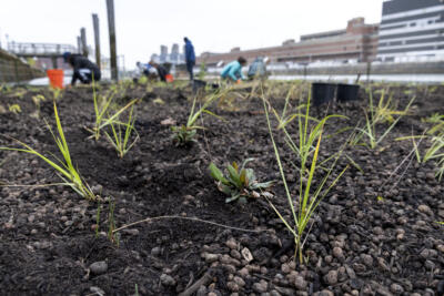 Floating wetlands bring back Boston's natural landscape lost to development