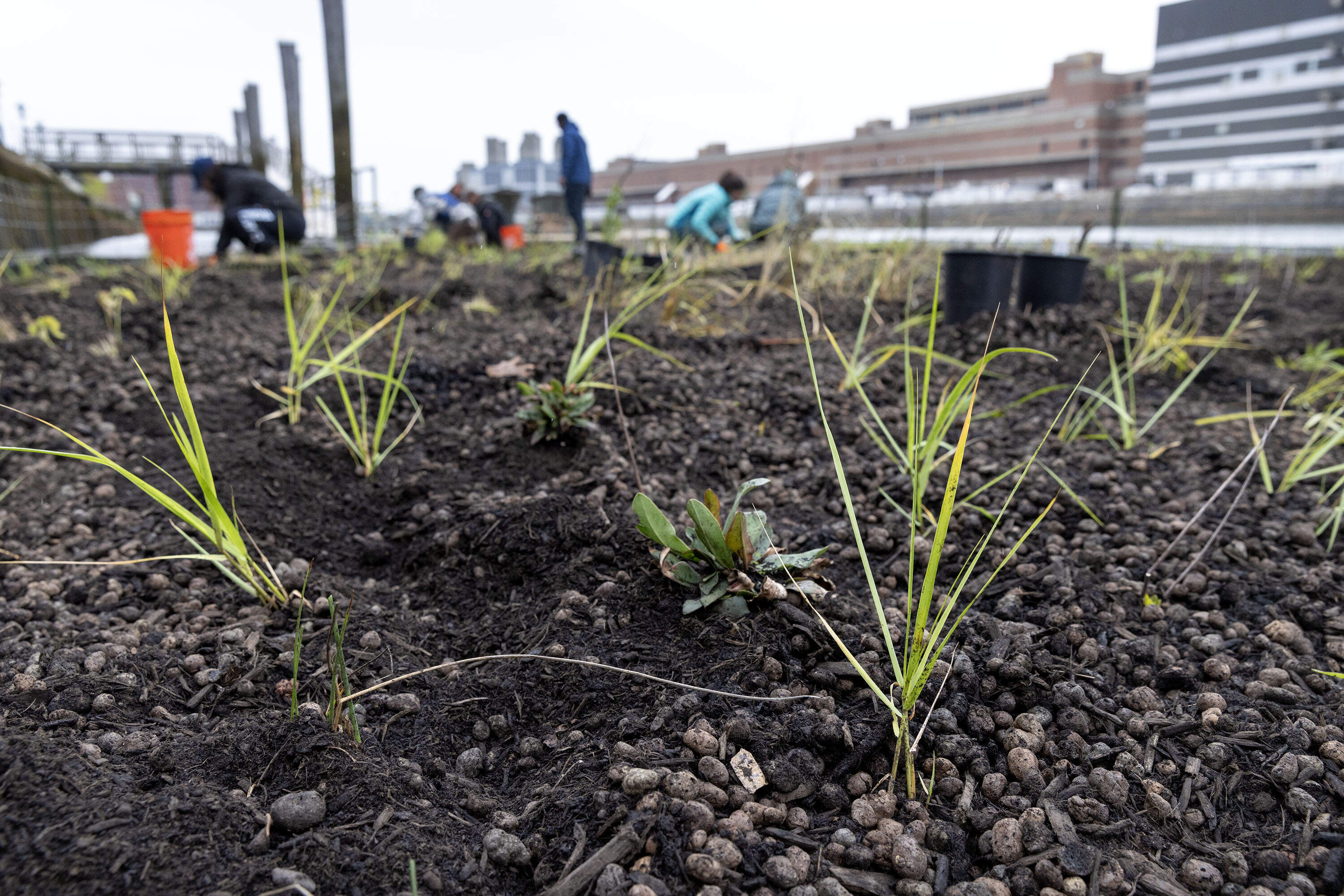 Smooth cordgrass planted on the living island in Boston's Fort Point Channel. (Robin Lubbock/WBUR)