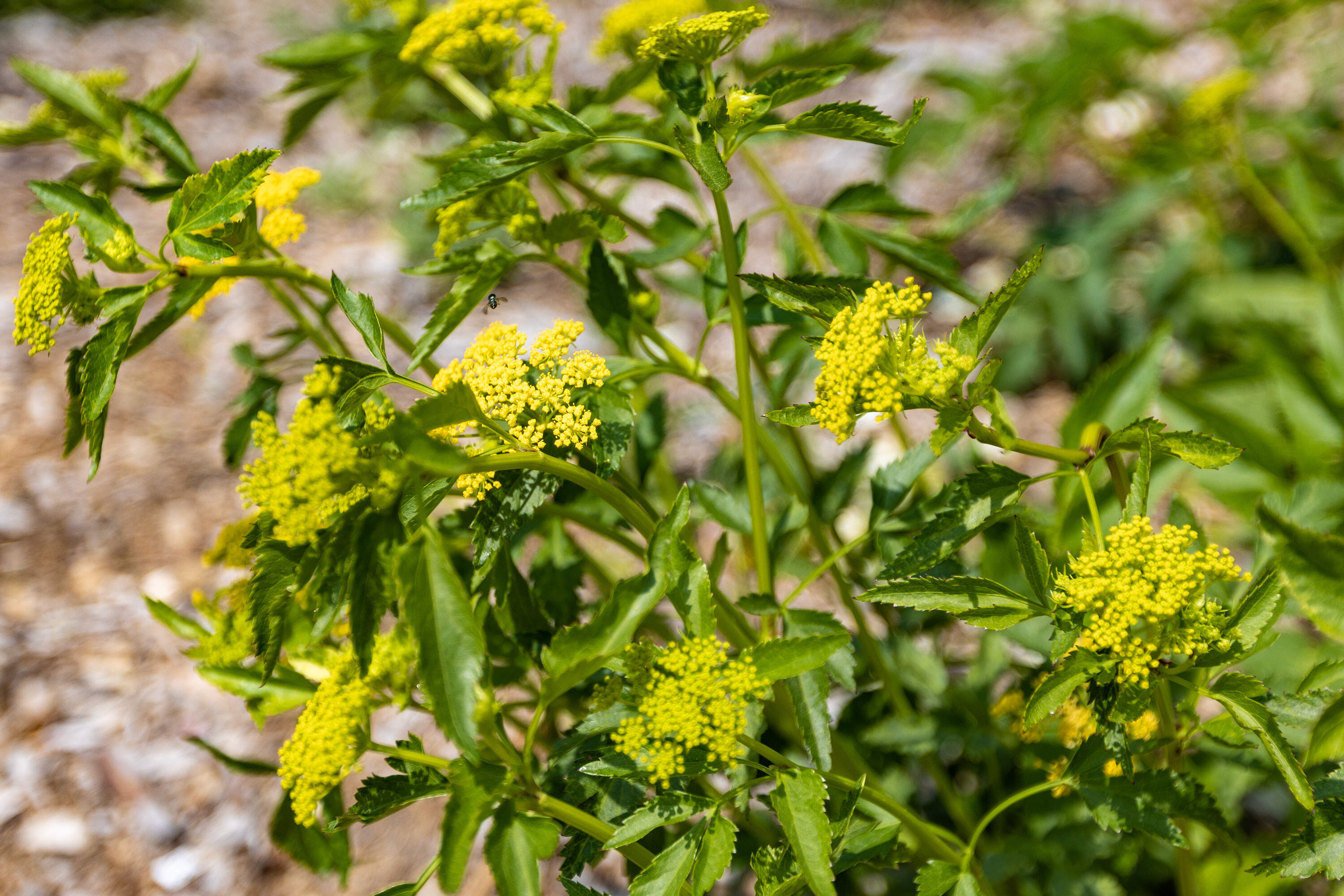 Golden Alexander flowers bloom in Worcester. (Jesse Costa/WBUR, File)