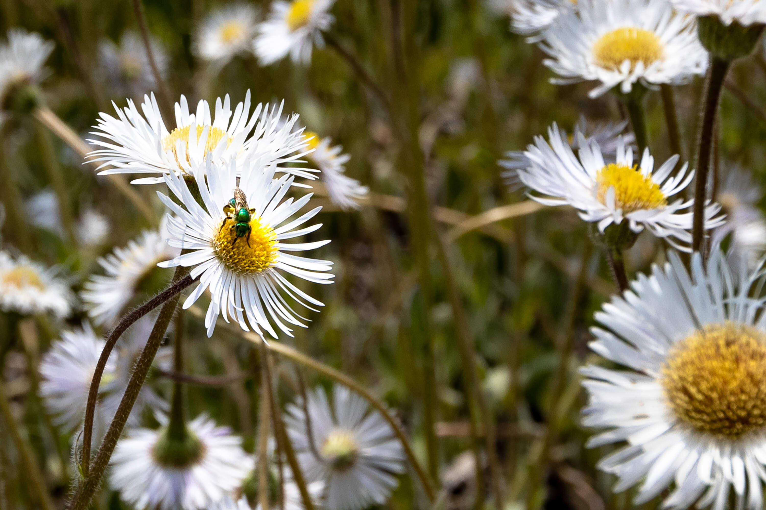 A sweat bee, a species native to Massachusetts, pollinates a flower in Worcester. (Jesse Costa/WBUR, File)