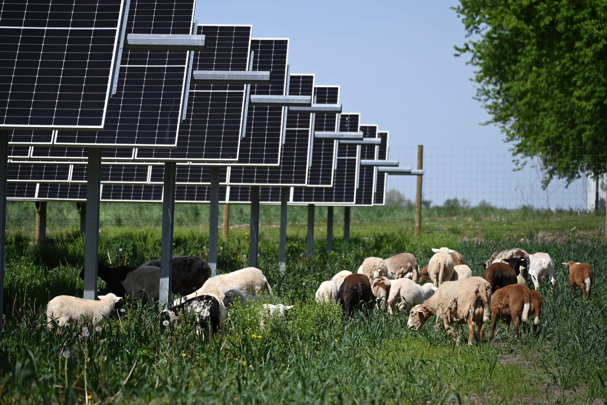 Sheep grazing around the solar panels. (Chris Bentley/Here & Now)