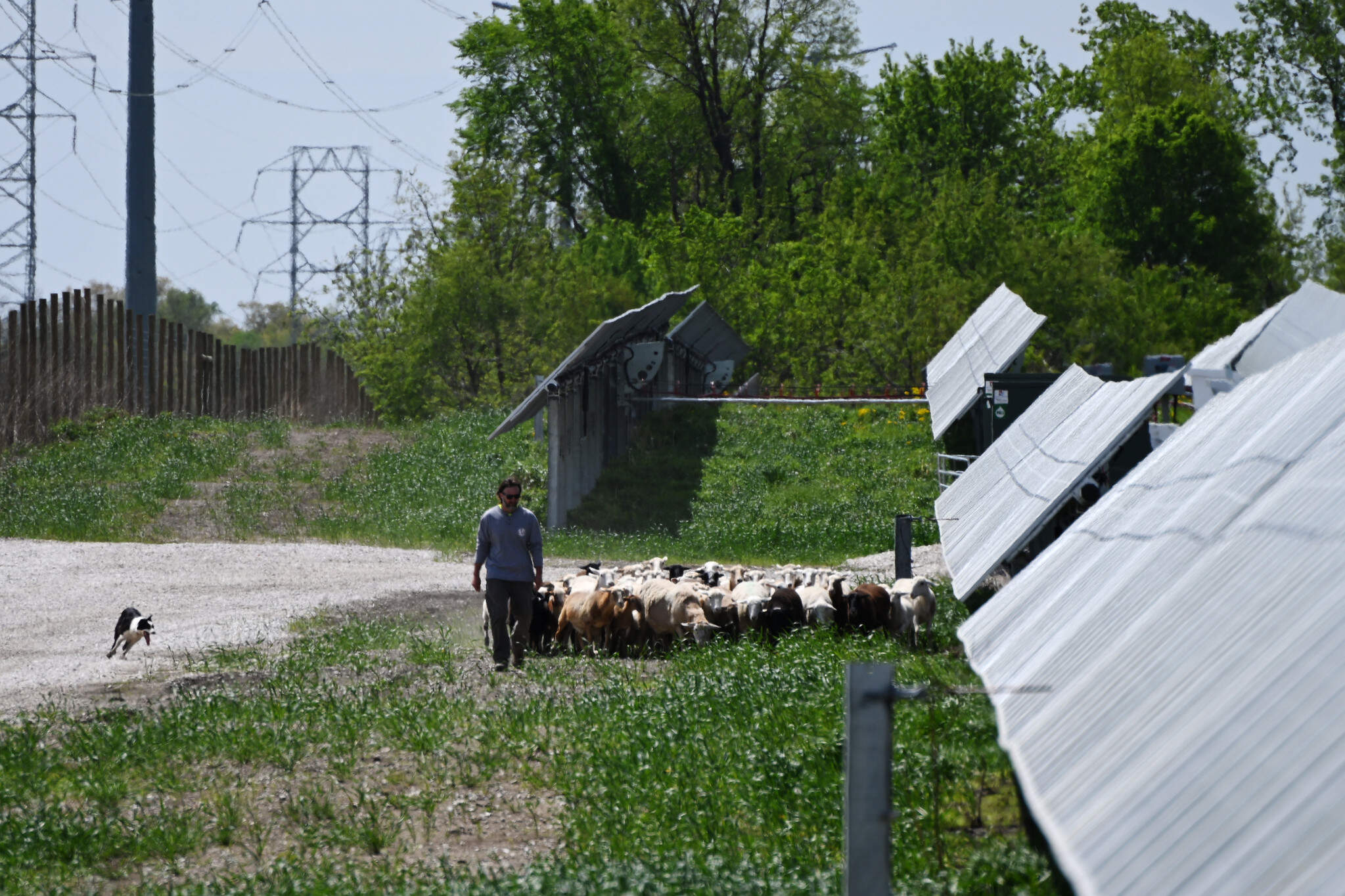 Bryant Parker walks with his sheep. (Chris Bentley/Here & Now)