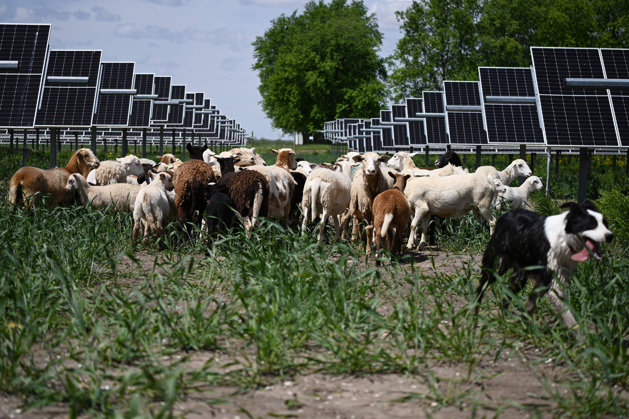 Bryant Parker's sheep and border collie Pearl. (Chris Bentley/Here & Now)