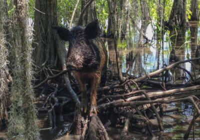 Feral hogs are invading Texas suburbs
