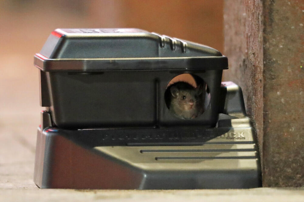 A rodent looks out from a device with poisonous bait on Bourbon Street in New Orleans on March 23, 2020. (Gerald Herbert/AP)